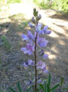 Summer '06 Sunriver 326 